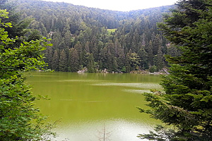Зеленый цвет озера Вер у де Сульцеран  (Эльзас)
